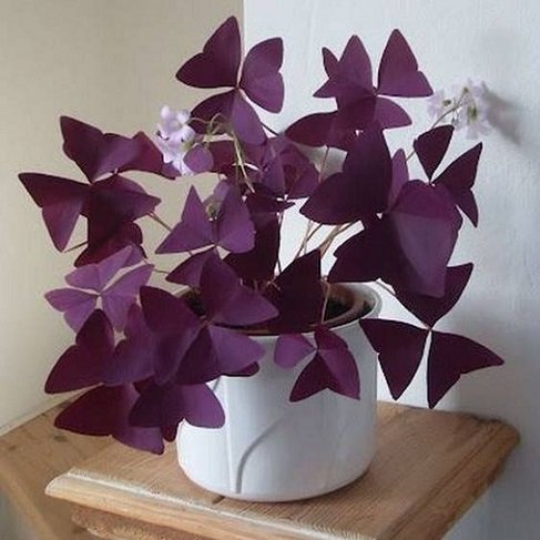 Cây Bướm Đêm để bàn