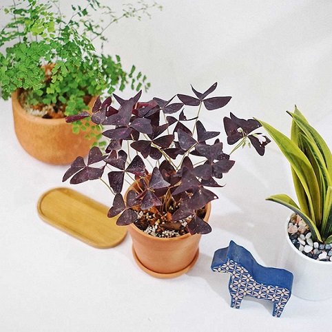 Cây Bướm Đêm để bàn 3