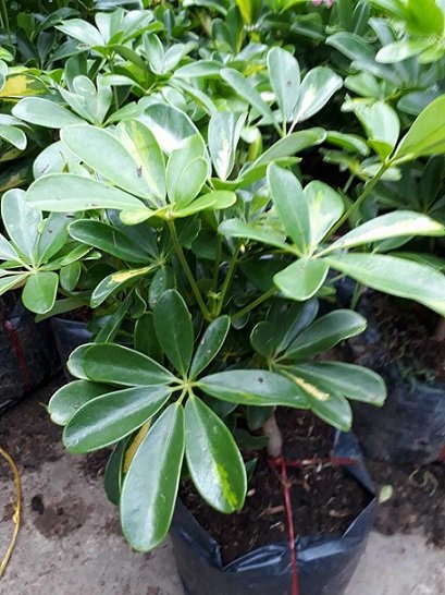 Cây Ngũ Gia Bì để bàn 3