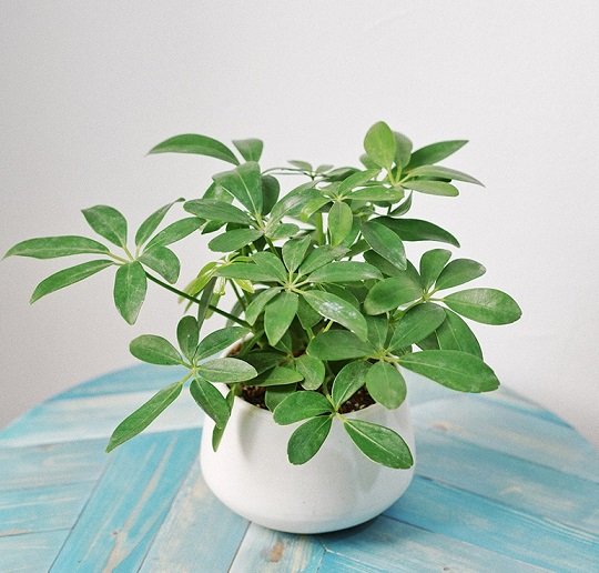 Cây Ngũ Gia Bì để bàn 2