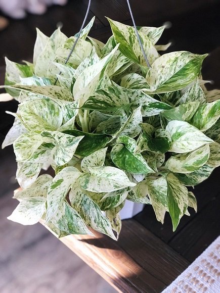 Cây Trầu Bà Cẩm Thạch để bàn 3