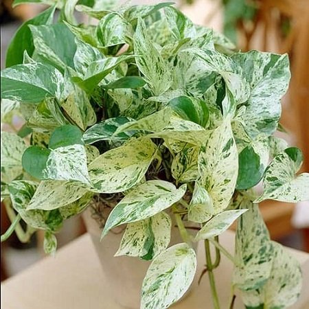 Cây Trầu Bà Cẩm Thạch để bàn 2