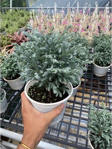 Cây Tuyết Tùng để bàn 2