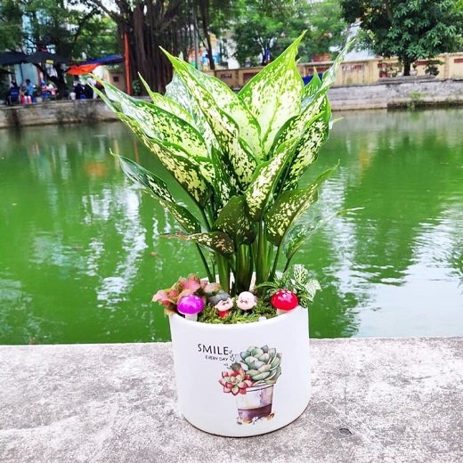 Cây Ngọc Ngân để bàn