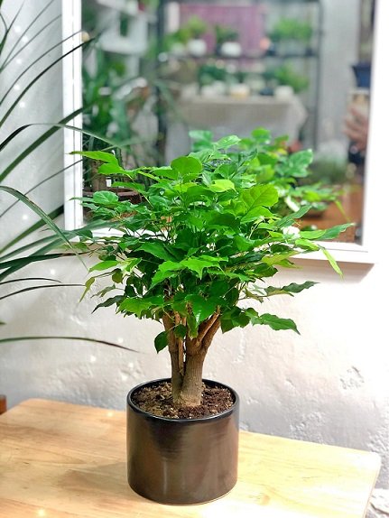 Cây Hạnh Phúc để bàn 2