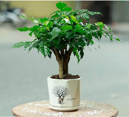 Cây Hạnh Phúc để bàn