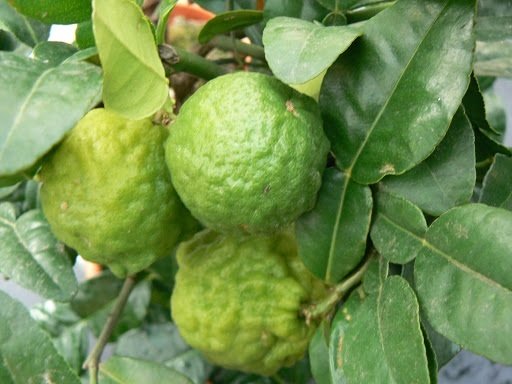 Cây Chanh Thái lá số 8 3