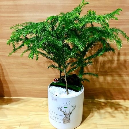 Cây Tùng Bồng Lai để bàn