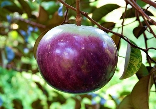 Cây Vú Sữa Tím Mica