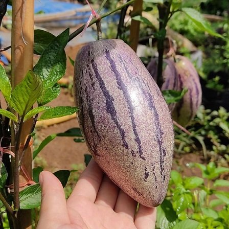 Cây Dưa Pepino Tím