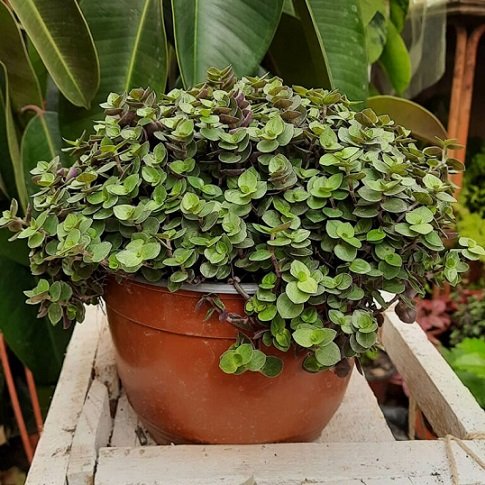 Cây Tóc Xù (Tổ Ong) để bàn