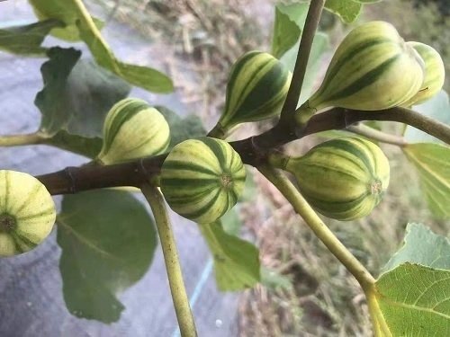 Cây Sung Mỹ Cẩm Thạch 2