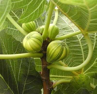 Cây Sung Mỹ Cẩm Thạch
