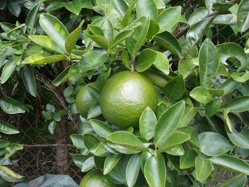Cây Cam Sành Giống