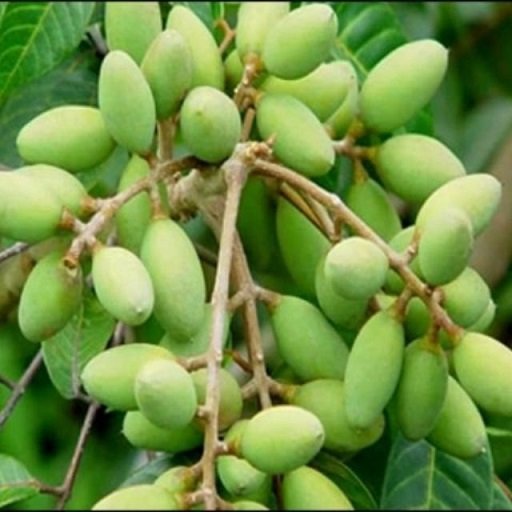 Cây Cà Na Thái