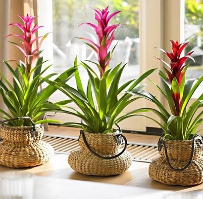 Cây Lan Đuốc để bàn