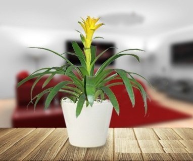 Cây Lan Đuốc để bàn 2