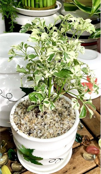 Cây Đinh Lăng Cẩm Thạch để bàn 2