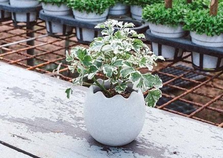 Cây Đinh Lăng Cẩm Thạch để bàn
