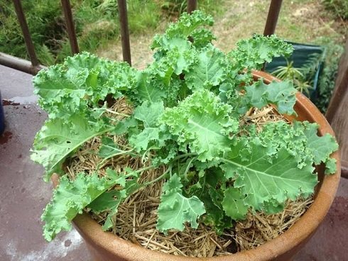 Cây Rau Cải Xoăn Kale