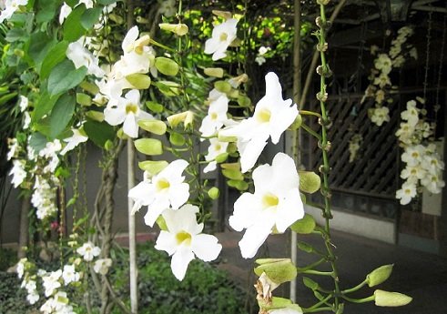 Cây Cát Đằng Lá Nhỏ