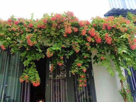 Cây Hoa Sử Quân Tử