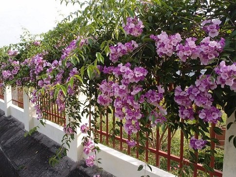 Cây Hoa Lan Tỏi