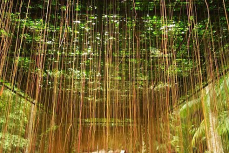 Cây Dây Leo Liêm Hồ Đằng