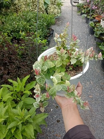 Cây Dây Thằn Lằn Cẩm Thạch