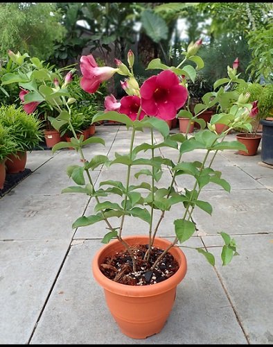 Cây Quỳnh Anh Bông Tím