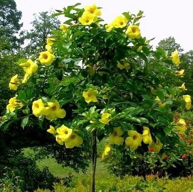 Cây Quỳnh Anh Hoa Vàng