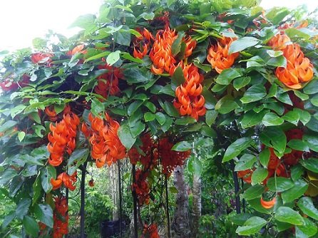 Cây Dây Leo Móng Cọp Đỏ