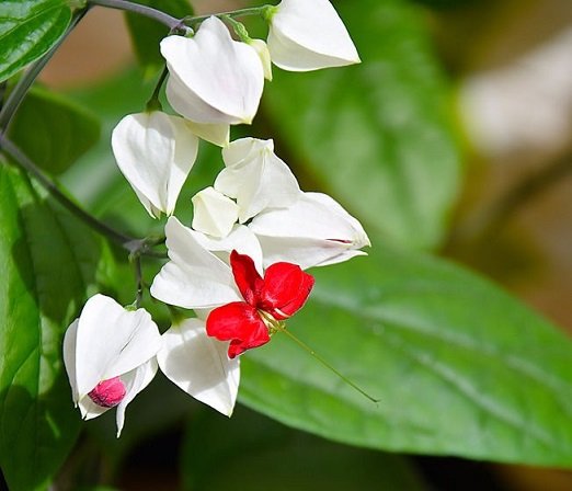 Cây Hoa Dây Leo Ngọc Nữ