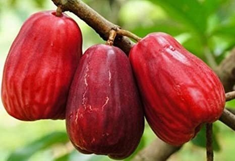Cây Mận Điều Đỏ (Mận Hồng Đào)