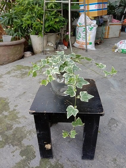 Cây Thường Xuân Cẩm Thạch thủy sinh