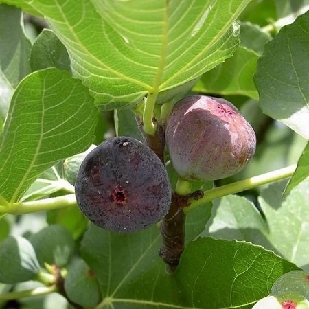Cây Sung Mỹ Iraqui (trái tím)