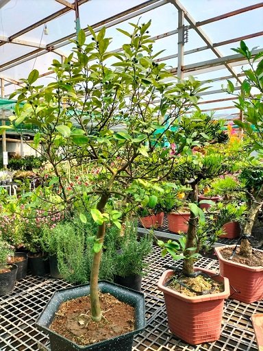 Cây Chanh Đào trồng chậu