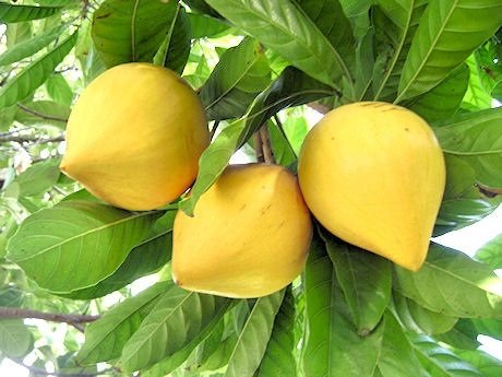 Cây Lê Ki Ma ( Trứng Gà )