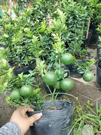 Cây Cam Nhật Lá Nhỏ