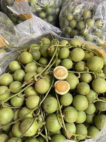Cây Dâu Da Xanh siêu quả