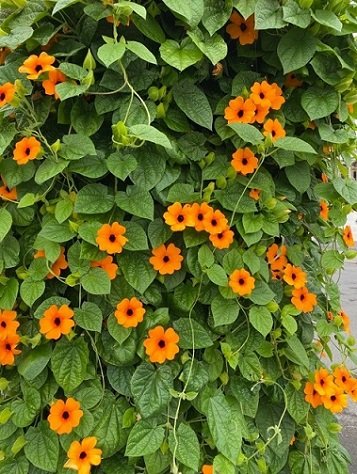 Cây Dây leo Mắt Huyền