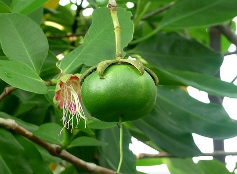 Cây Bần Ổi ( Bần Trứng )