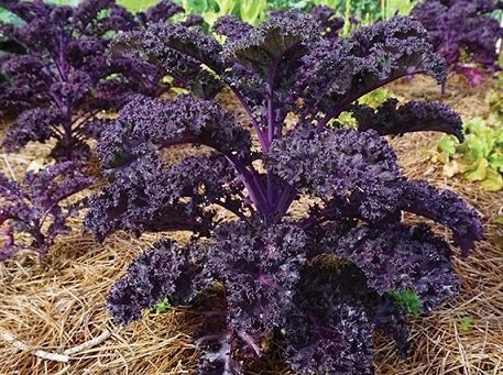 Cây Rau Cải Xoăn Kale Tím
