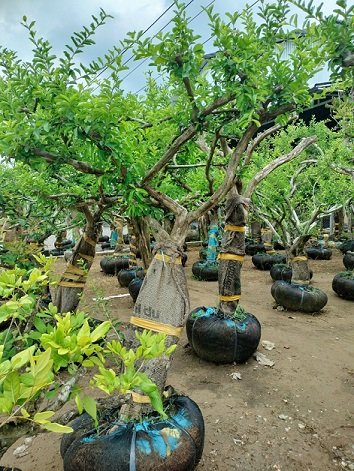 Cây Sơ Ri thường gốc lớn