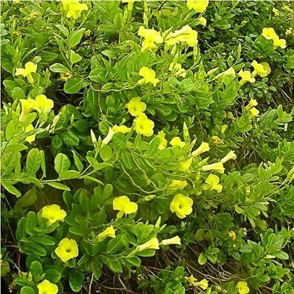 Cây Dây Leo Huỳnh Đệ