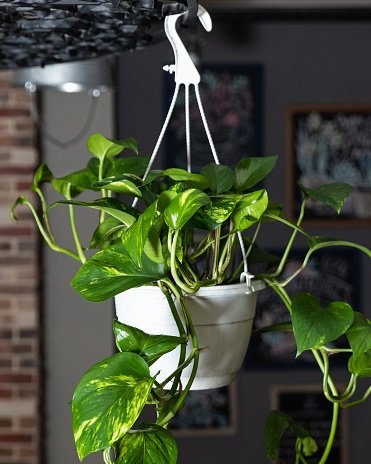 Cây Trầu Bà Thường Xanh chậu treo