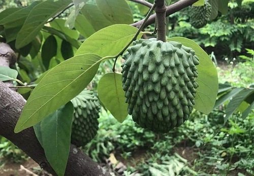 Cây Na (Mãng Cầu) Sầu Riêng