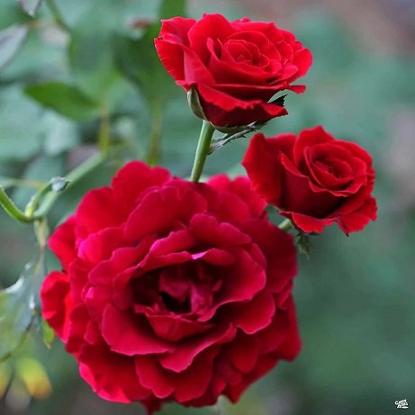 Cây Hoa Hồng Leo Cổ Hải Phòng