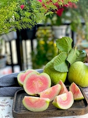 Cây Ổi Ruby Ruột Đỏ Gốc Lớn