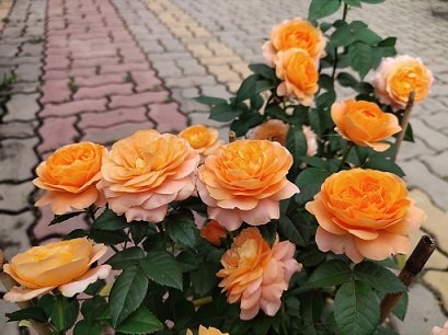Cây Hoa Hồng Tezza Cam Cá Hồi
